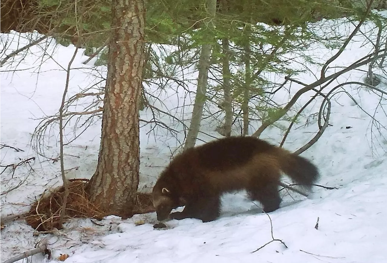 Biden administration restores threatened species protections dropped by Trump