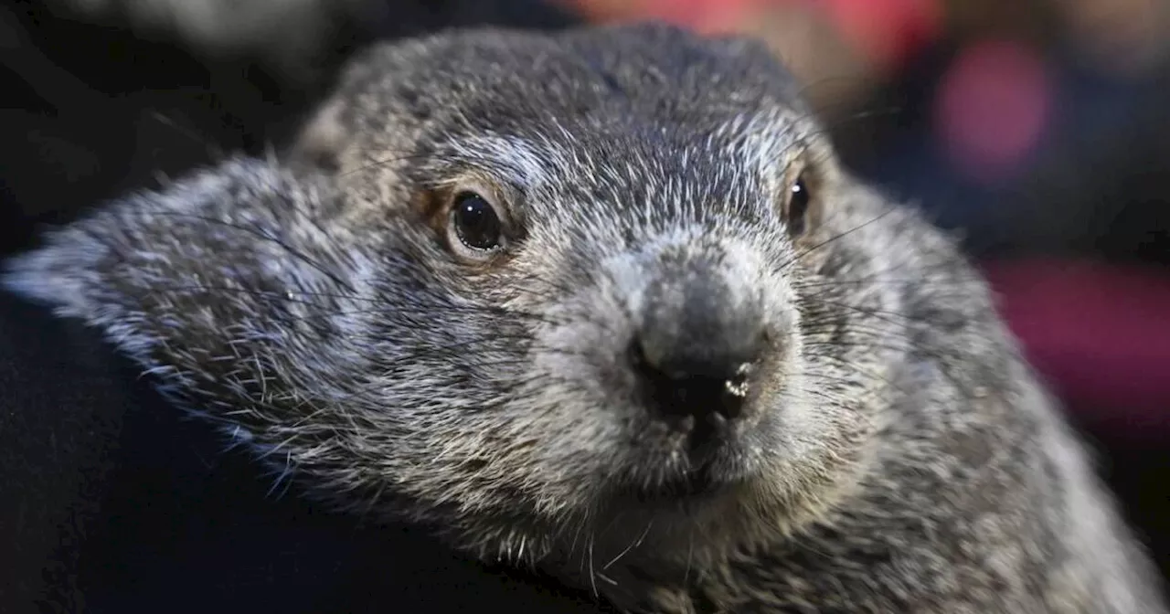 Punxsutawney Phil and Phyllis welcome two baby groundhogs