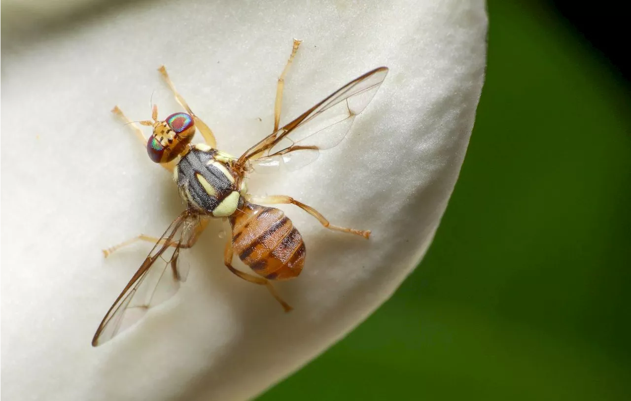 C’est quoi cette mouche orientale des fruits qui menace de « ravager » la France ?