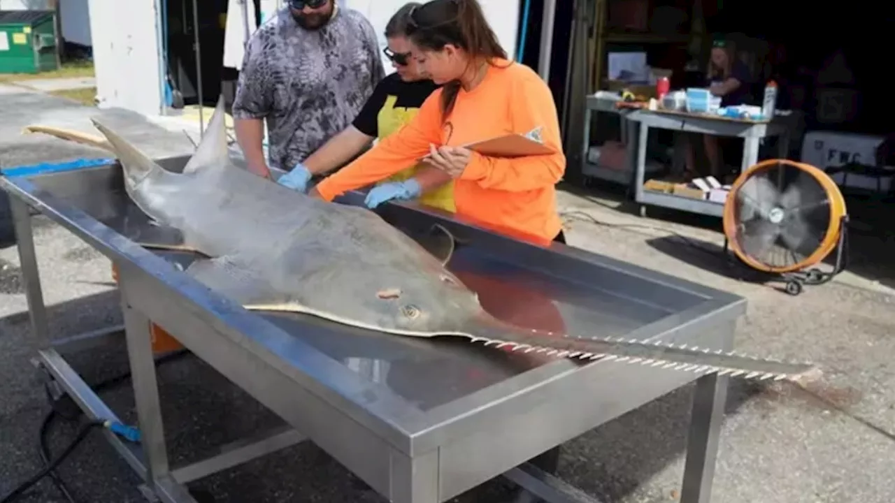 Scientists baffled over hundreds of fish 'spinning and whirling' dead onto South Florida shores