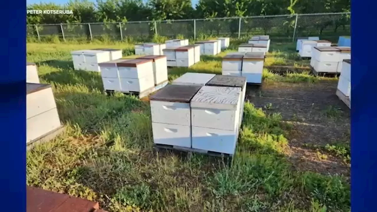 Nearly 200 beehives stolen from California farmer