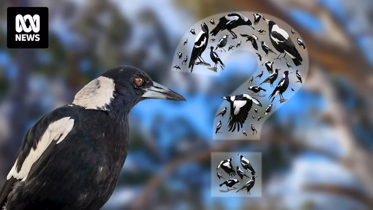 Magpies, magpie-larks and the striking mystery of South Australia's piping shrike