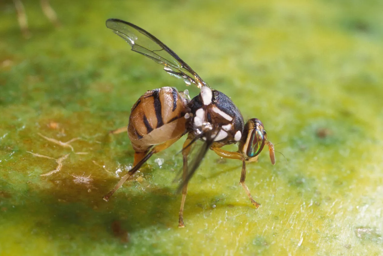 Mouche orientale des fruits : quel est cet insecte détecté en France et qui inquiète l'Anses ?