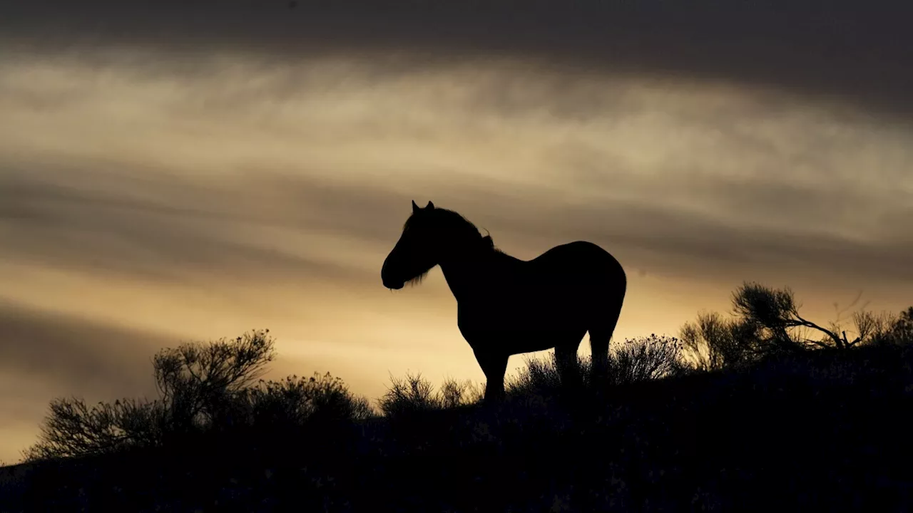 US judge in Nevada hands wild horse advocates rare victory in ruling on mustang management plans