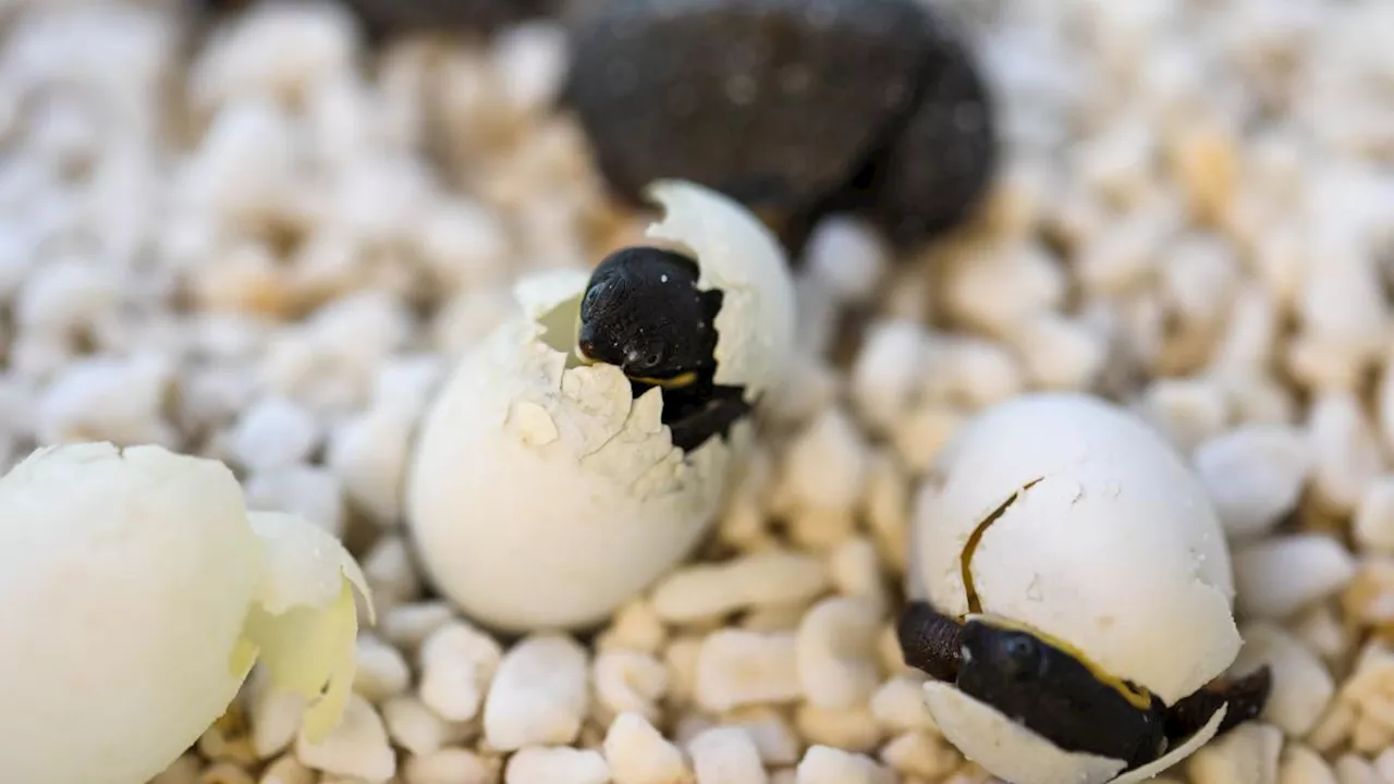 Australien feiert Ostern mit Schildkrötenbabys