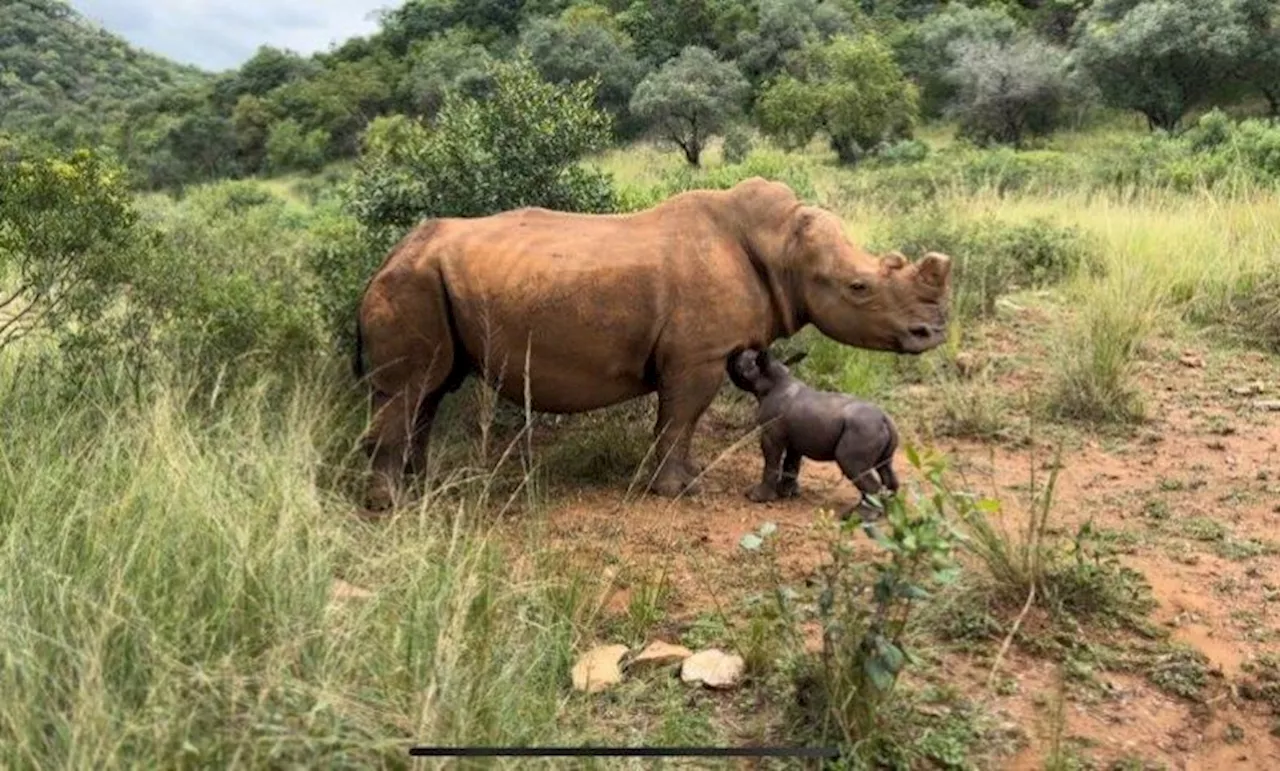 Watch: Rhino’s birth at sanctuary a symbol of hope for conservation efforts