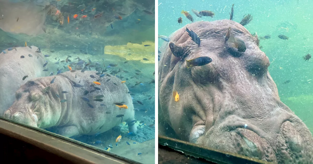 There’s Nothing More Satisfying Than Watching Sleepy Hippos Enjoying A Fish Spa