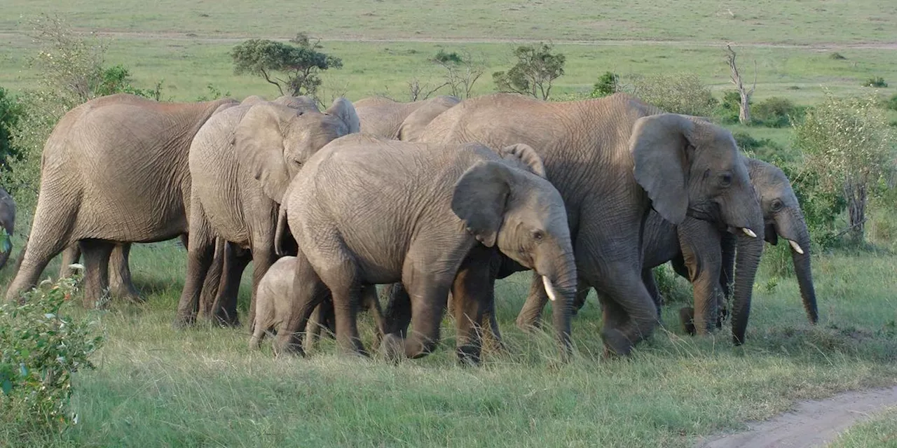 Conservation Groups Slam Trump's 'Reprehensible' Reversal on Elephant Trophies Ban