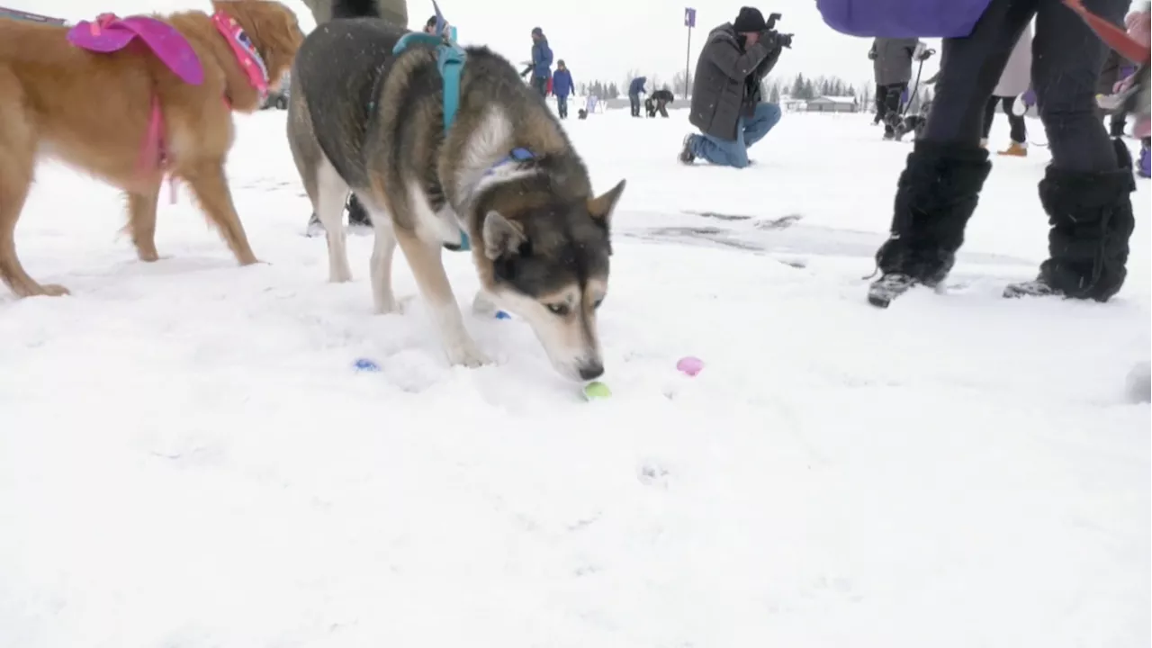 Easter egg hunt for dogs raises funds for canine charity