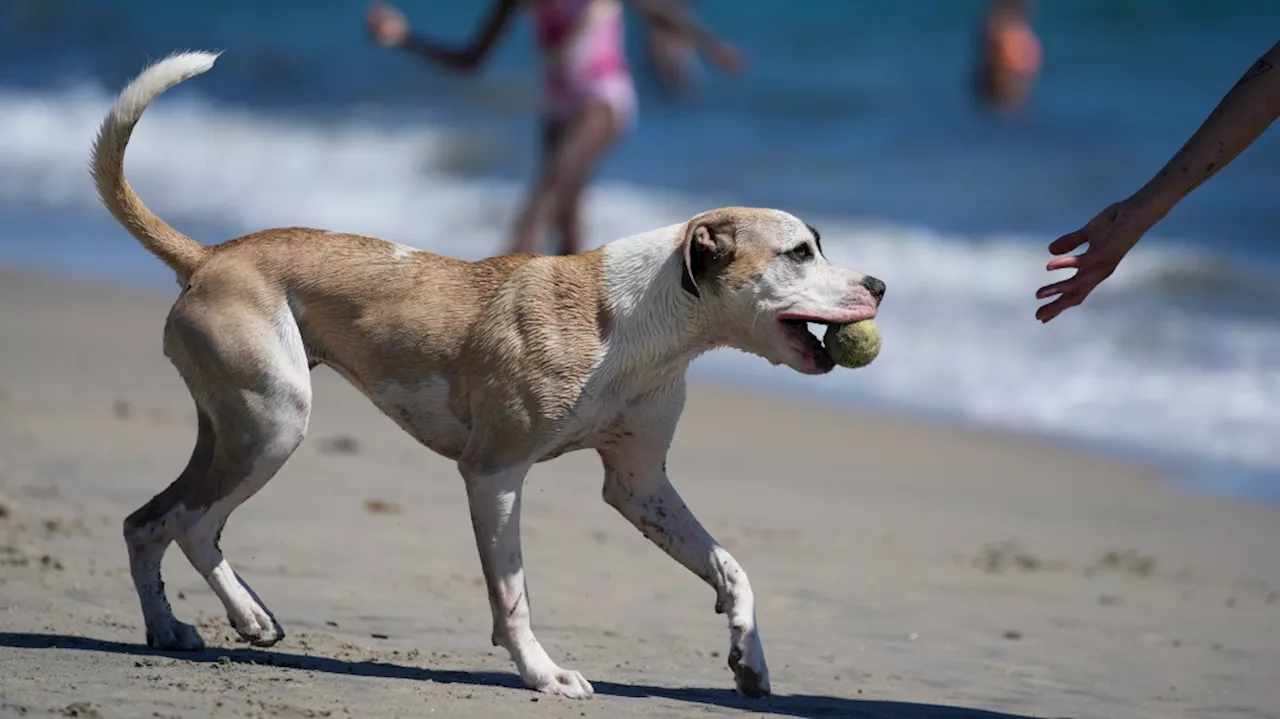 Does your dog understand when you say 'fetch the ball'? A new study in Hungary says yes