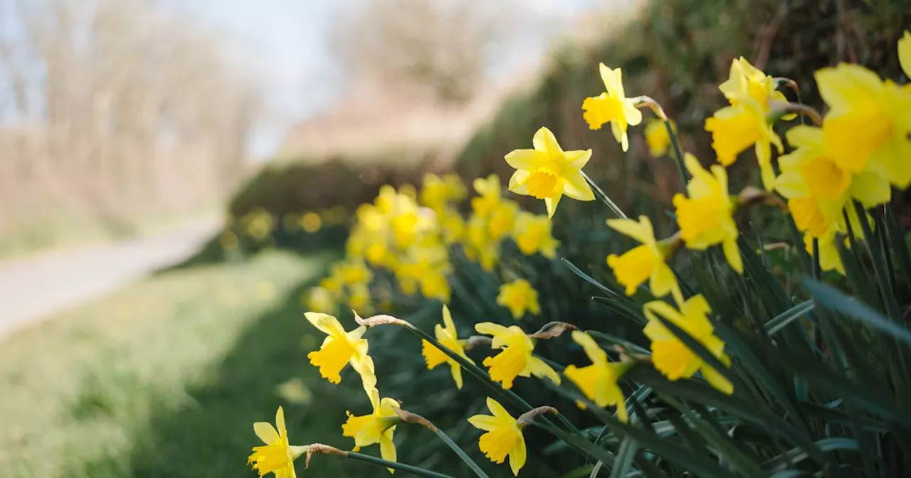 Five-minute task results in 'bigger and better' daffodils returning next spring