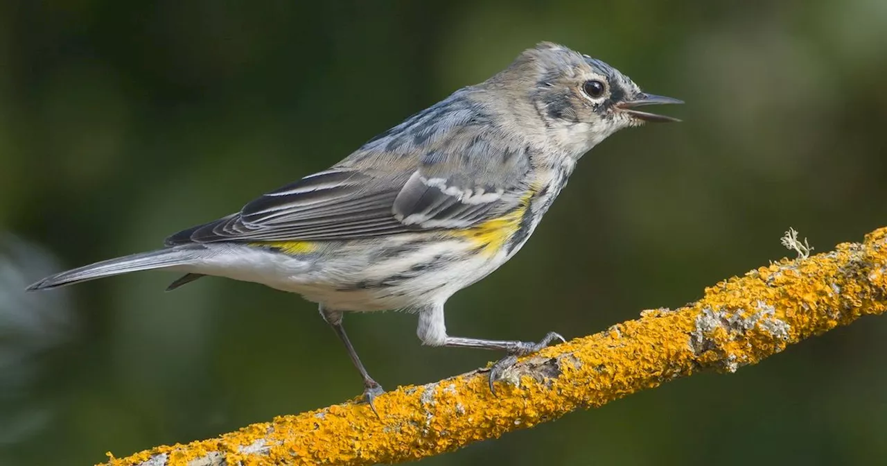 Rare bird spends 38 days in Scottish man's garden setting new UK record