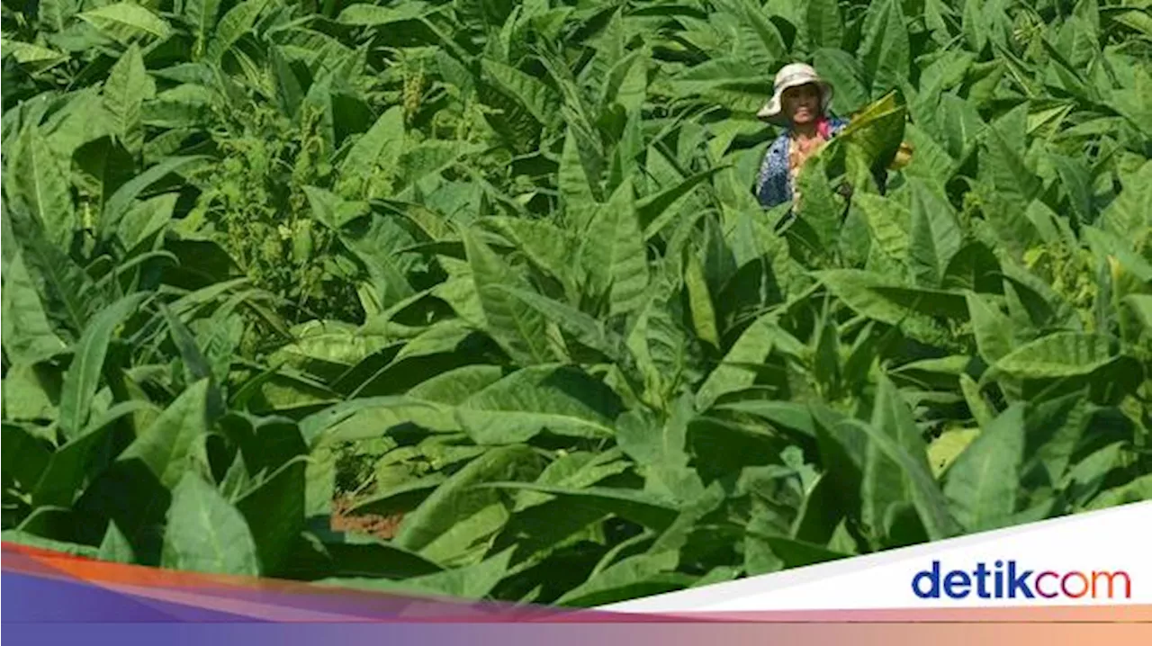 5 Tanaman yang Paling Beracun di Muka Bumi, Ada yang Jadi Bahan Parfum