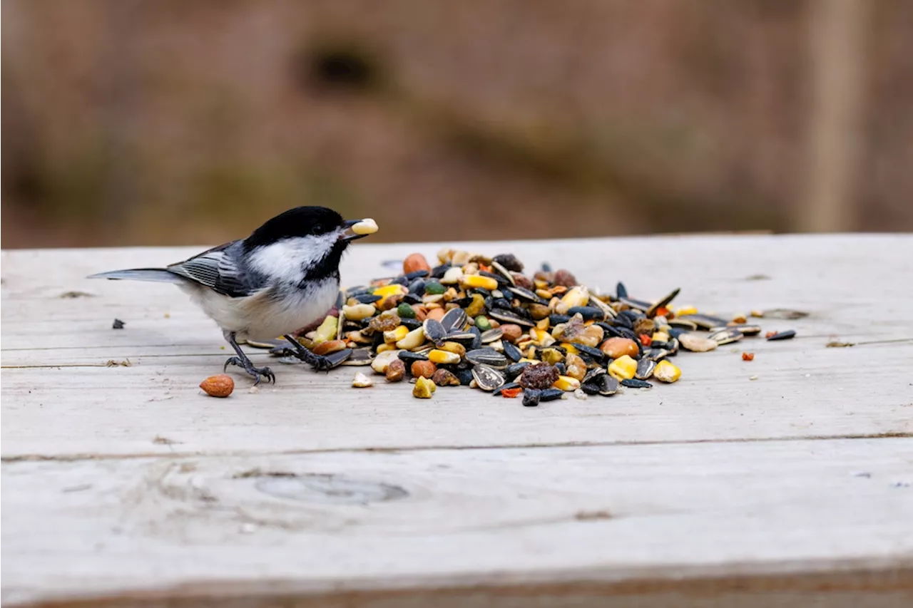 Chickadees Boast Masterful Memory Due to Barcode-Like Brain Patterns