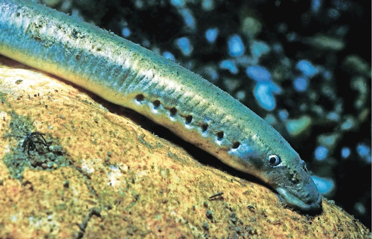 Ostsee: Schwimmerin von Unterwasser-Tier angegriffen, Neunauge