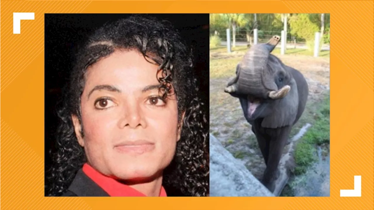 Elephant once owned by Michael Jackson recovering after tusk removal surgery at Jacksonville Zoo