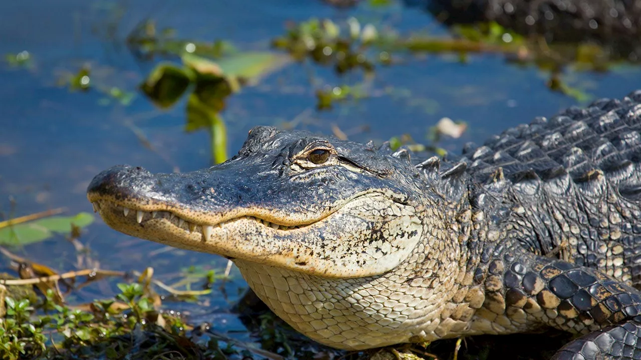 Florida golfer photographs alligator with giant turtle locked in its jaws: 'Never seen anything like this'