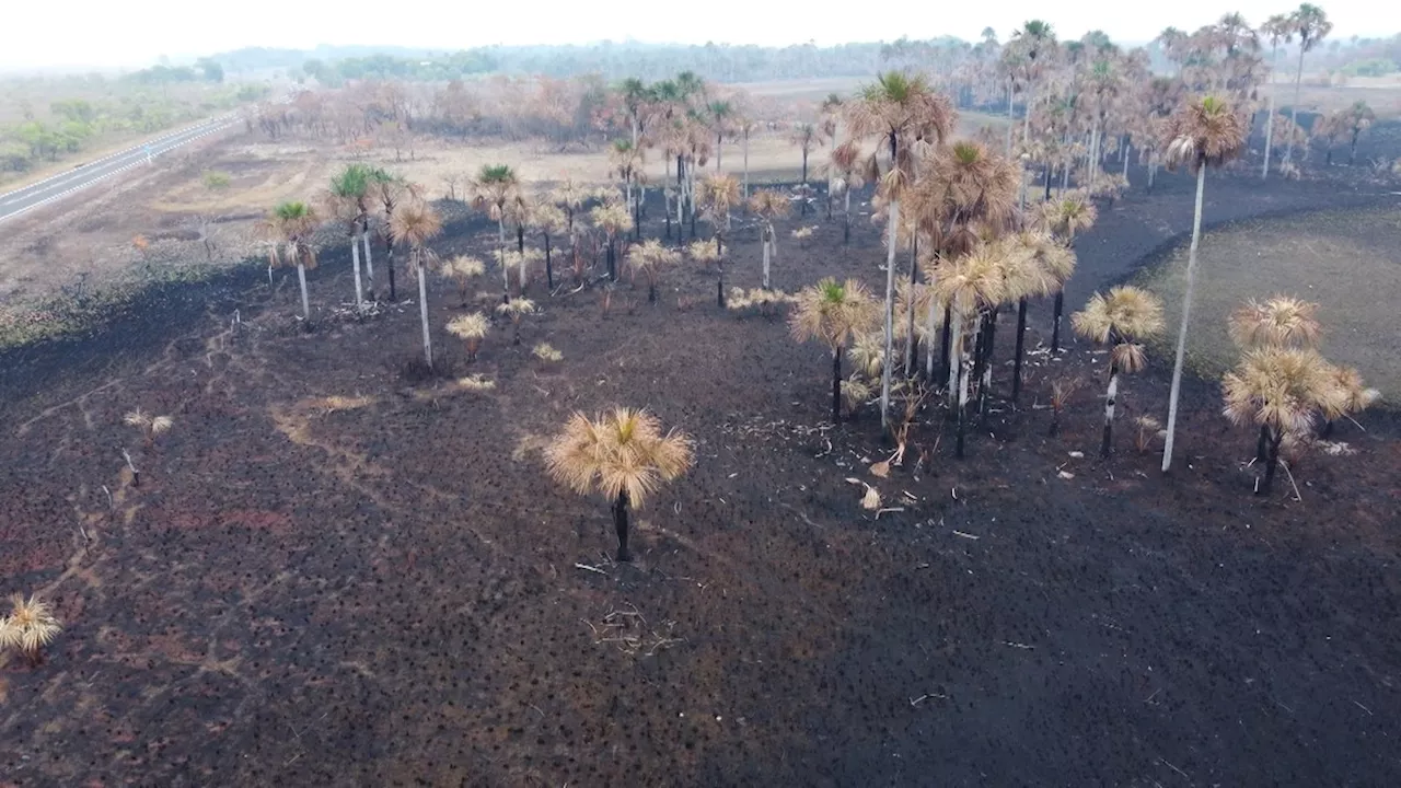 Incêndios, seca severa, nuvem de fumaça e estiagem nos rios: a situação de emergência em RR