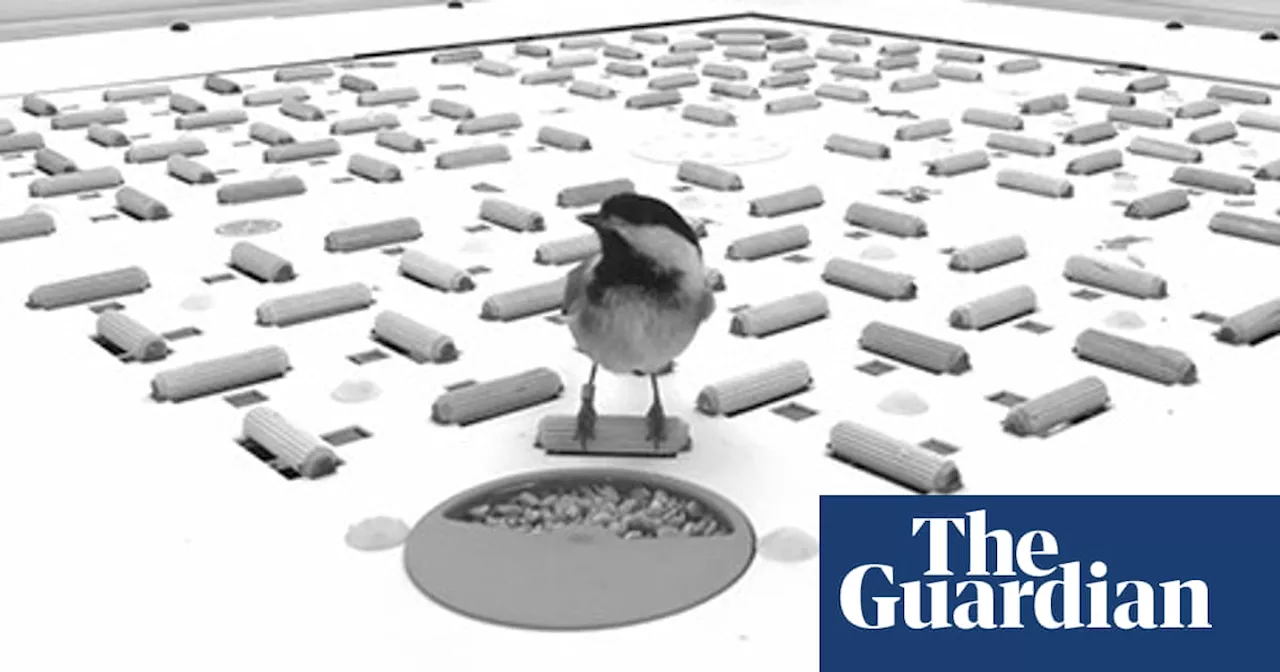 Birds create barcode-like memories to locate stored food, scientists find