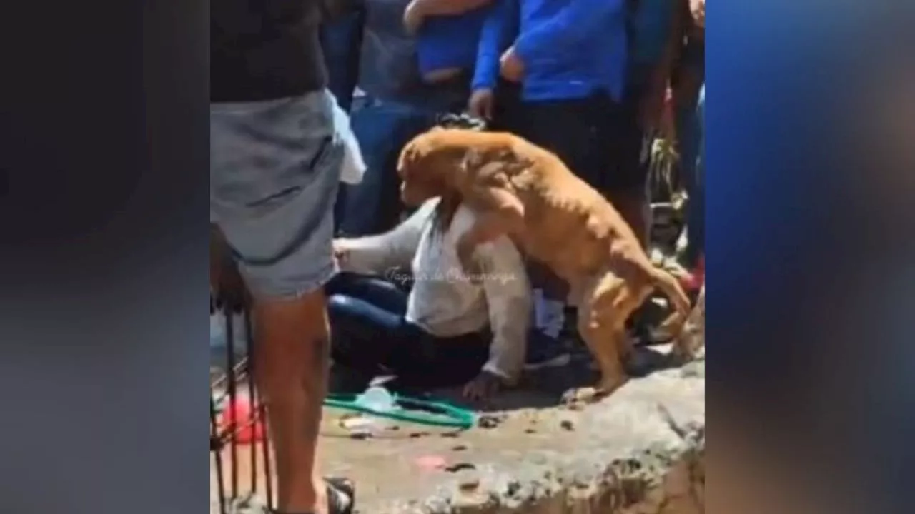 Caso Camila: perrito de la presunta asesina intentó defenderla de ser linchada, aseguran que era maltratado