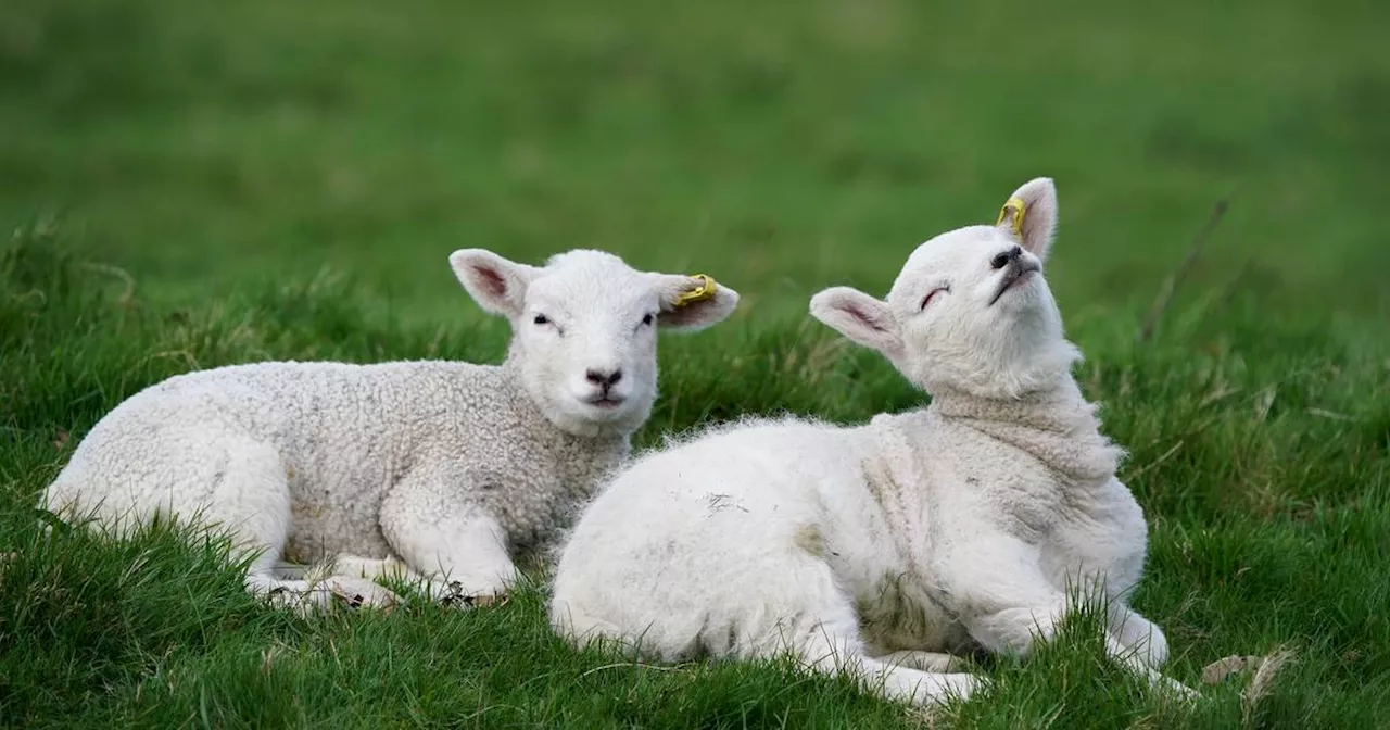 Why the lamb you bought for Easter is probably not spring lamb
