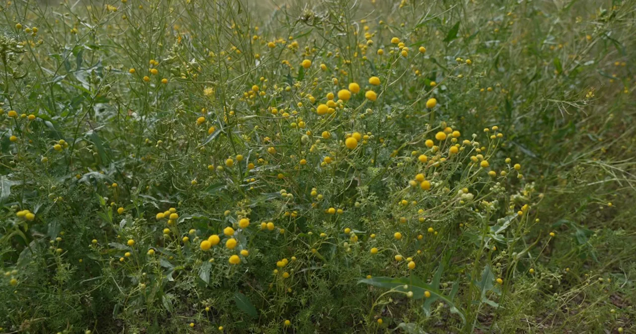 The smelly yellow plant in full bloom, impacting native plants