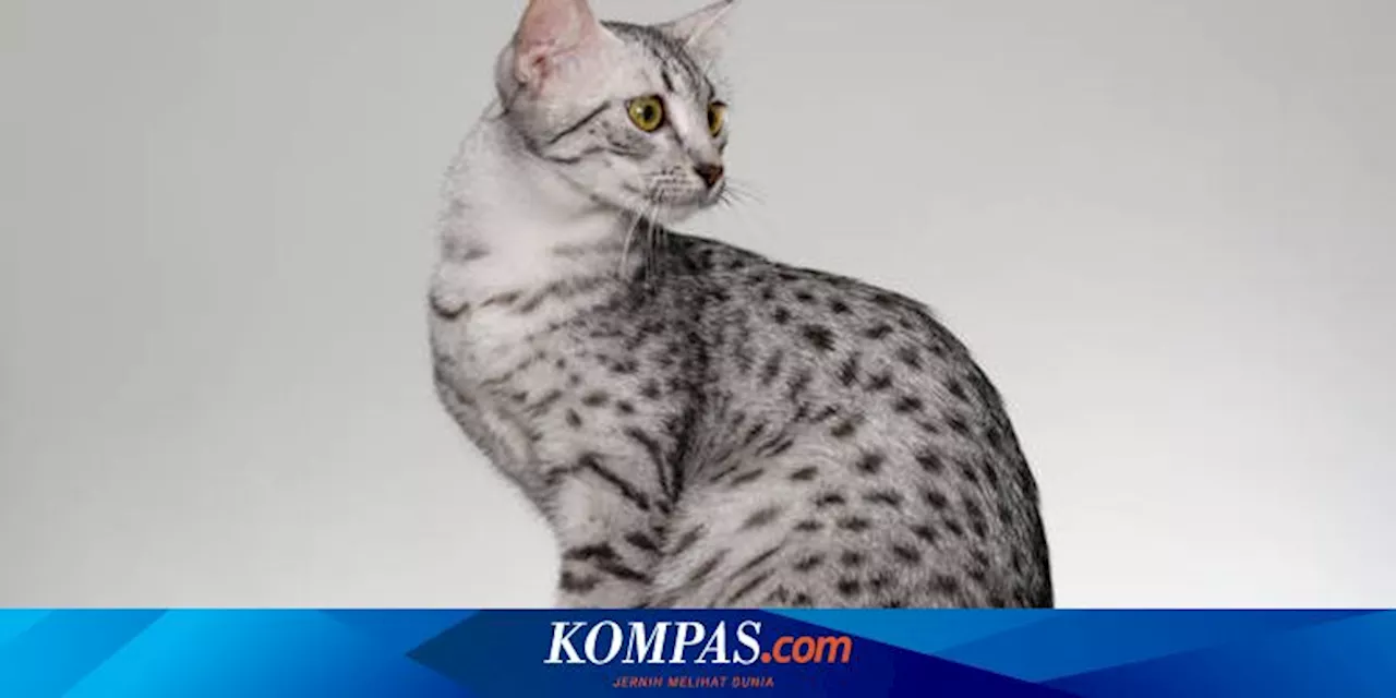 9 Ras Kucing yang Sudah Jarang Ditemukan di Dunia