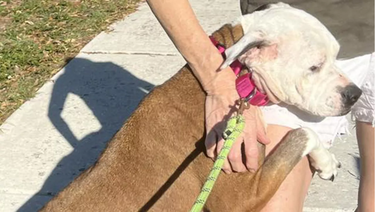 Mamma cane e i suoi tre cuccioli scaricati al rifugio: 'Sopprimeteli'. Ma non finisce così