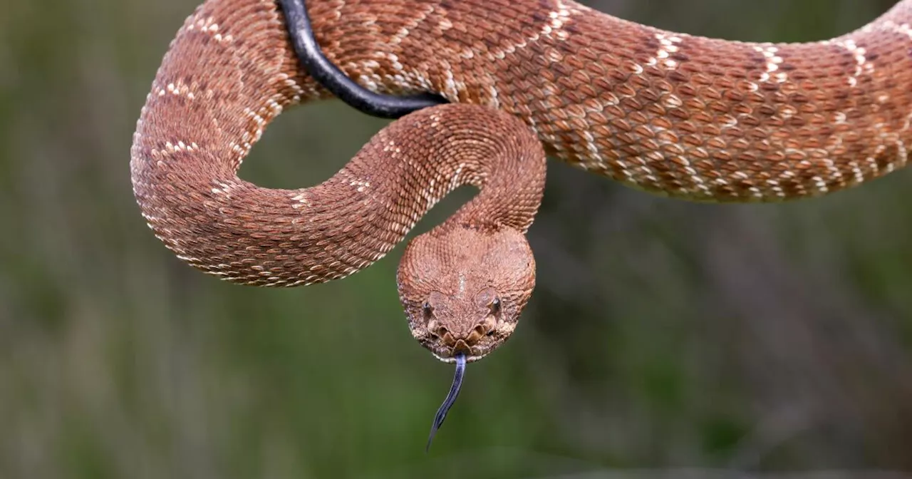 Rattlesnakes on Santa Catalina Island have learned that it pays to be unusually aggressive