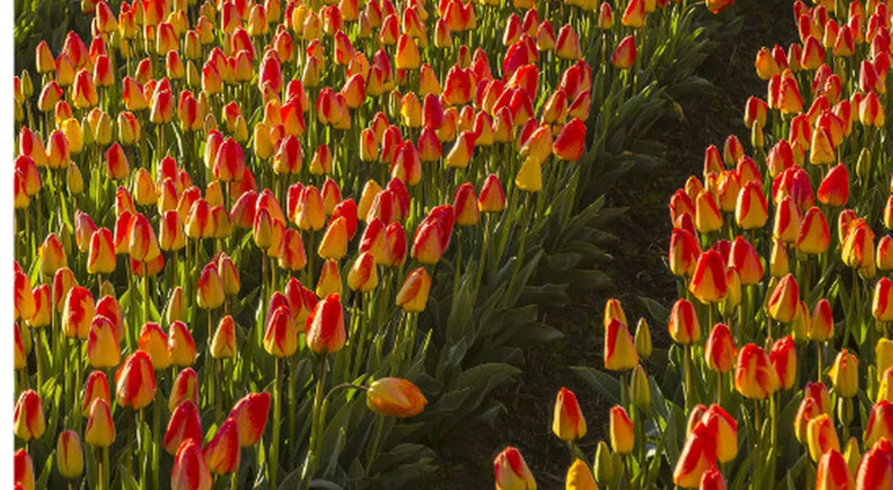 Muore di leucemia a 49 anni e i fratelli la omaggiano piantando tulipani per beneficienza: «37mila fiori per M