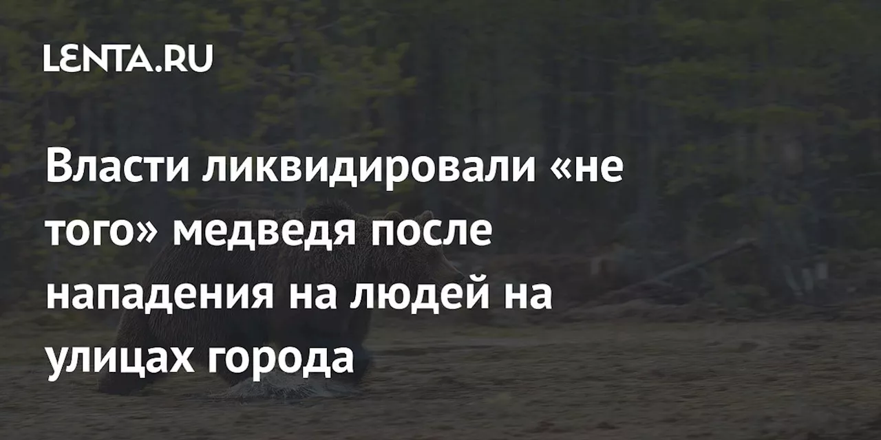 Власти ликвидировали «не того» медведя после нападения на людей на улицах города