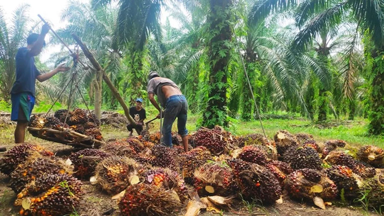 Marak Pabrik Sawit Tanpa Punya Kebun, Tata Niaga Kelapa Sawit Terancam