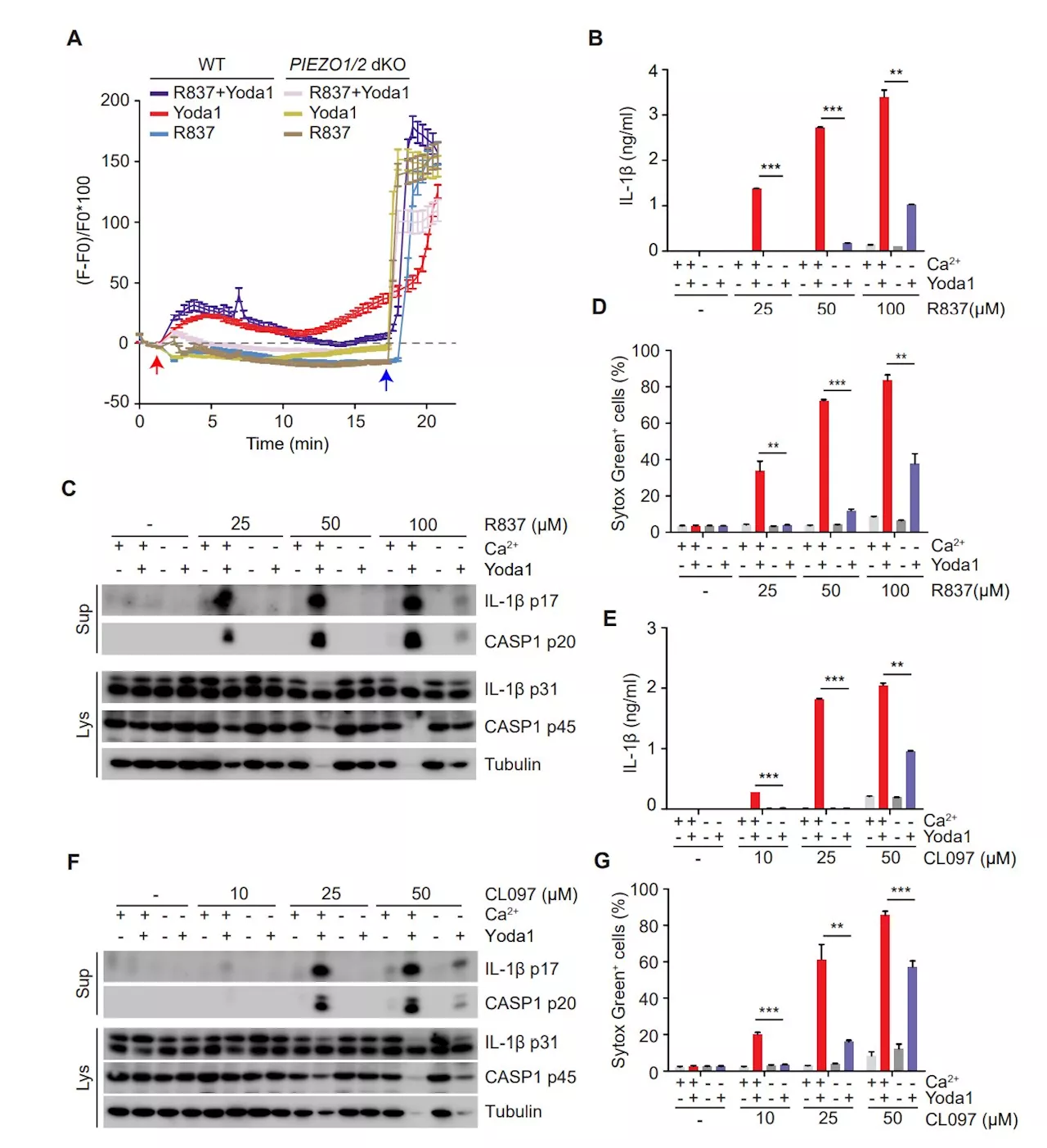 An infamous 'inflammasome'—a rogue protein complex—appears to underlie a rare and disabling autoimmune disorder