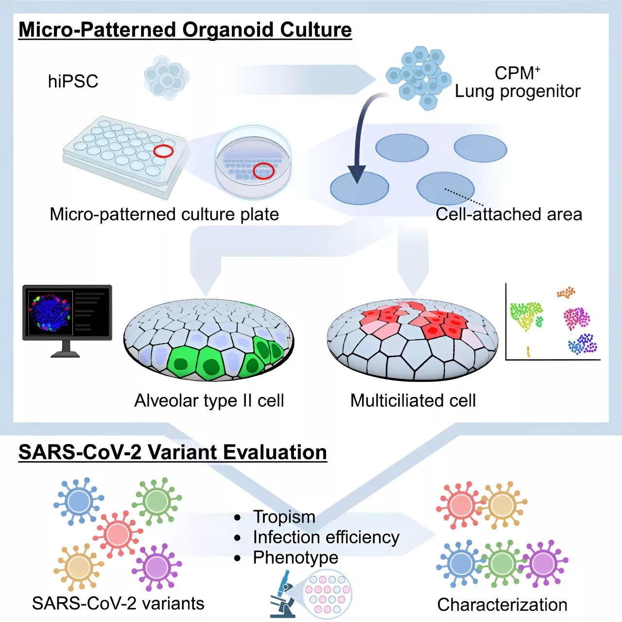 Micro-patterning: A new system to induce alveolar and airway epithelial cells