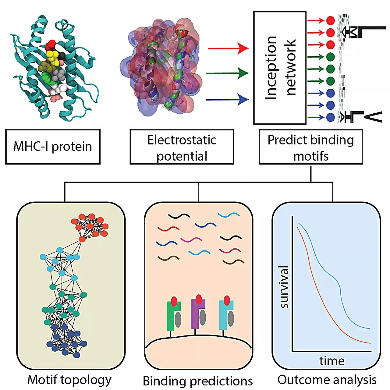 Researchers develop AI-based tool paving the way for personalized cancer treatments