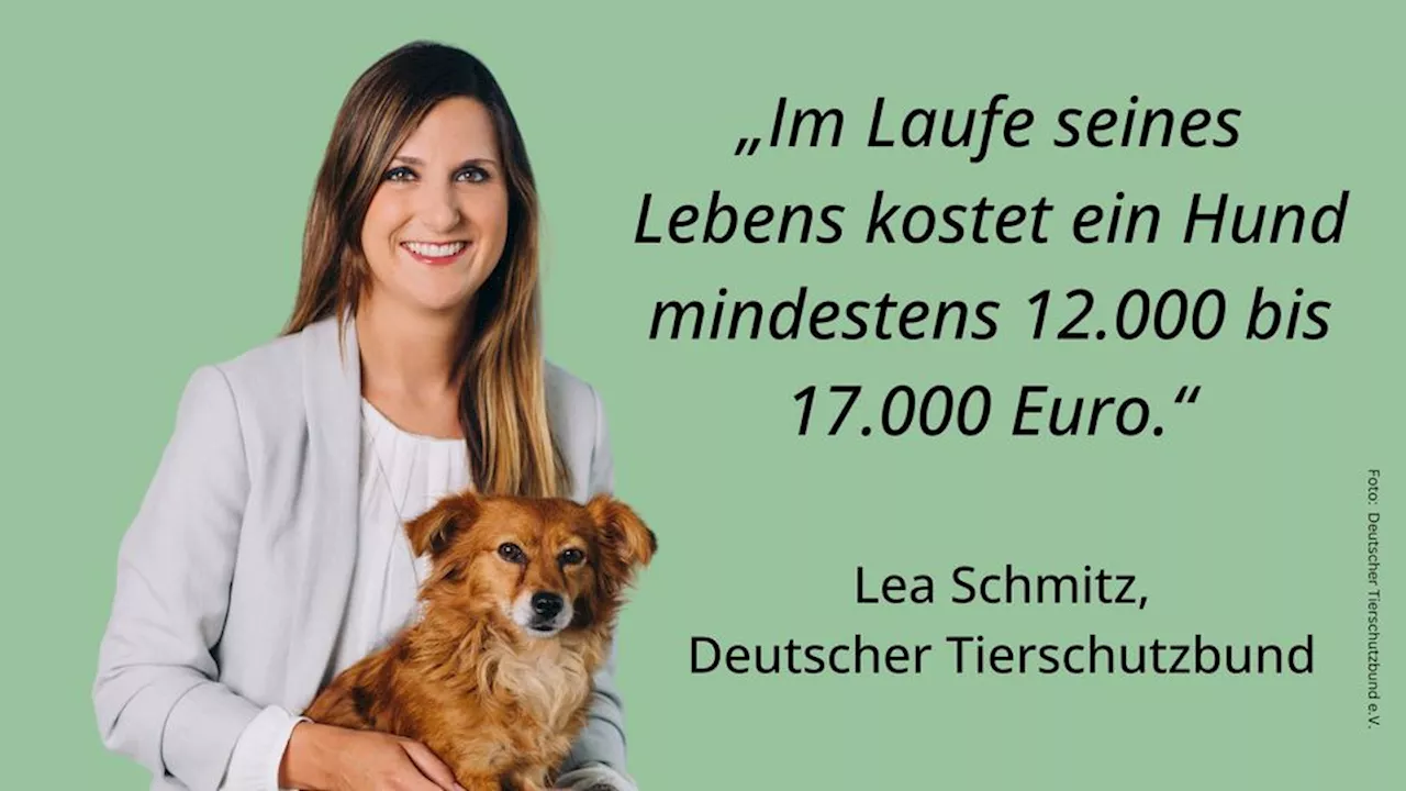 Hund versteht sofort, dass er ins Tierheim gebracht wird