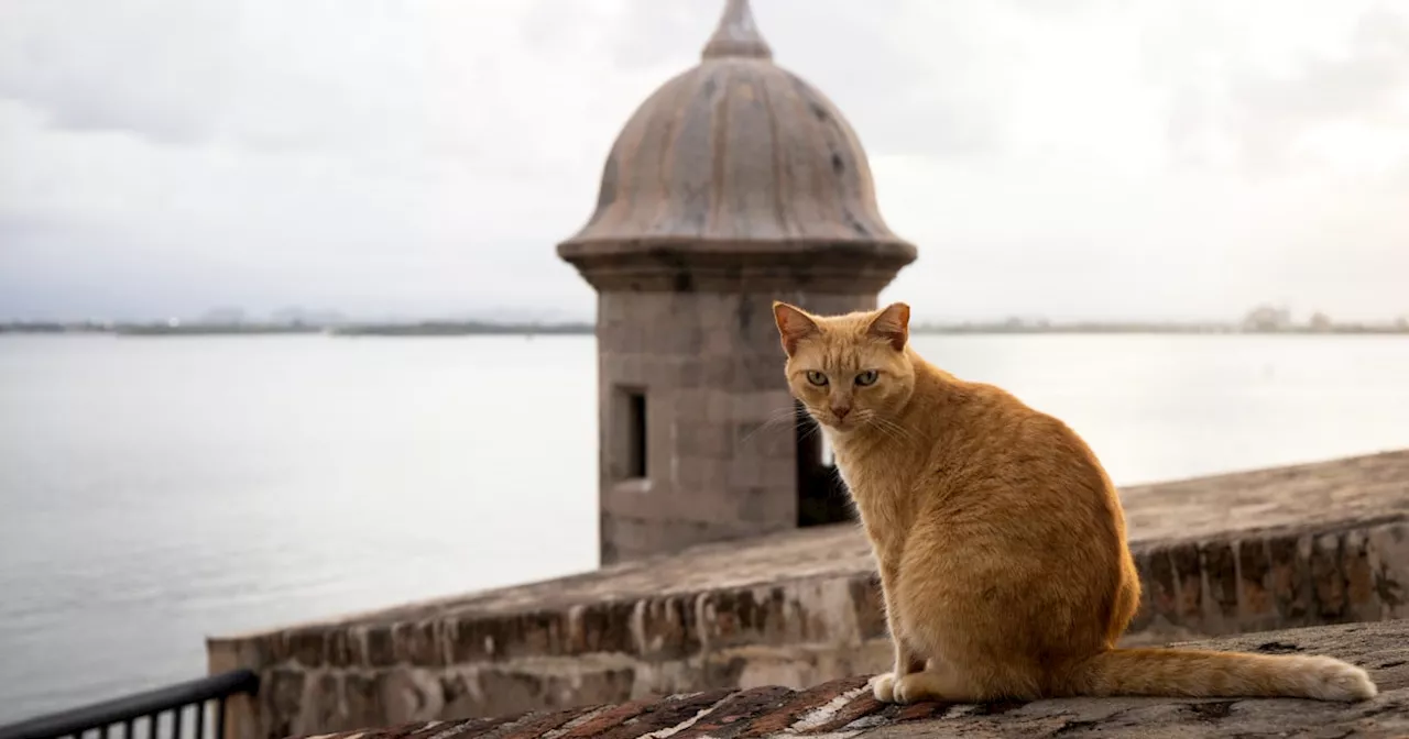 National Park Service sued over plan to remove Puerto Rico’s famous stray cats