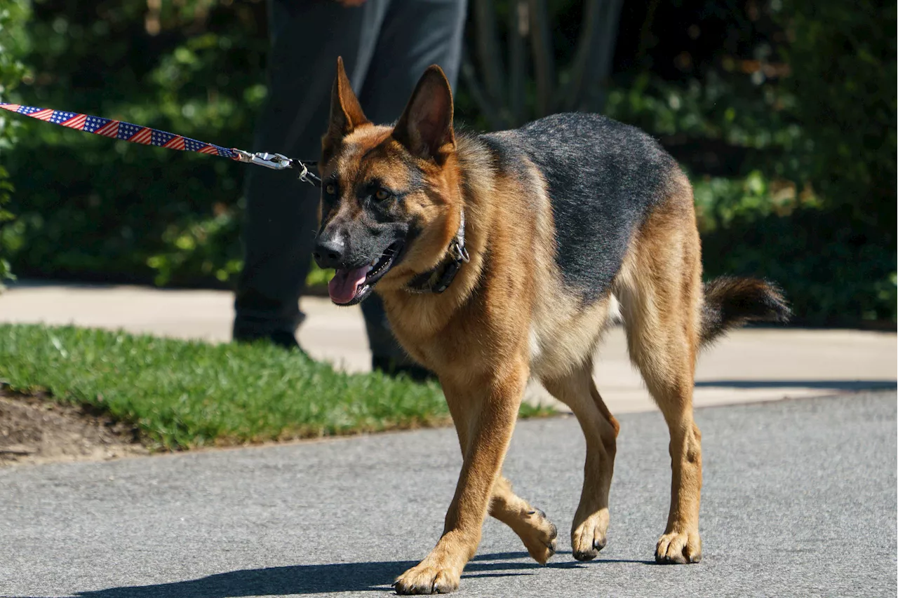 Joe Biden Jokes About His Dog Biting Secret Service Agents