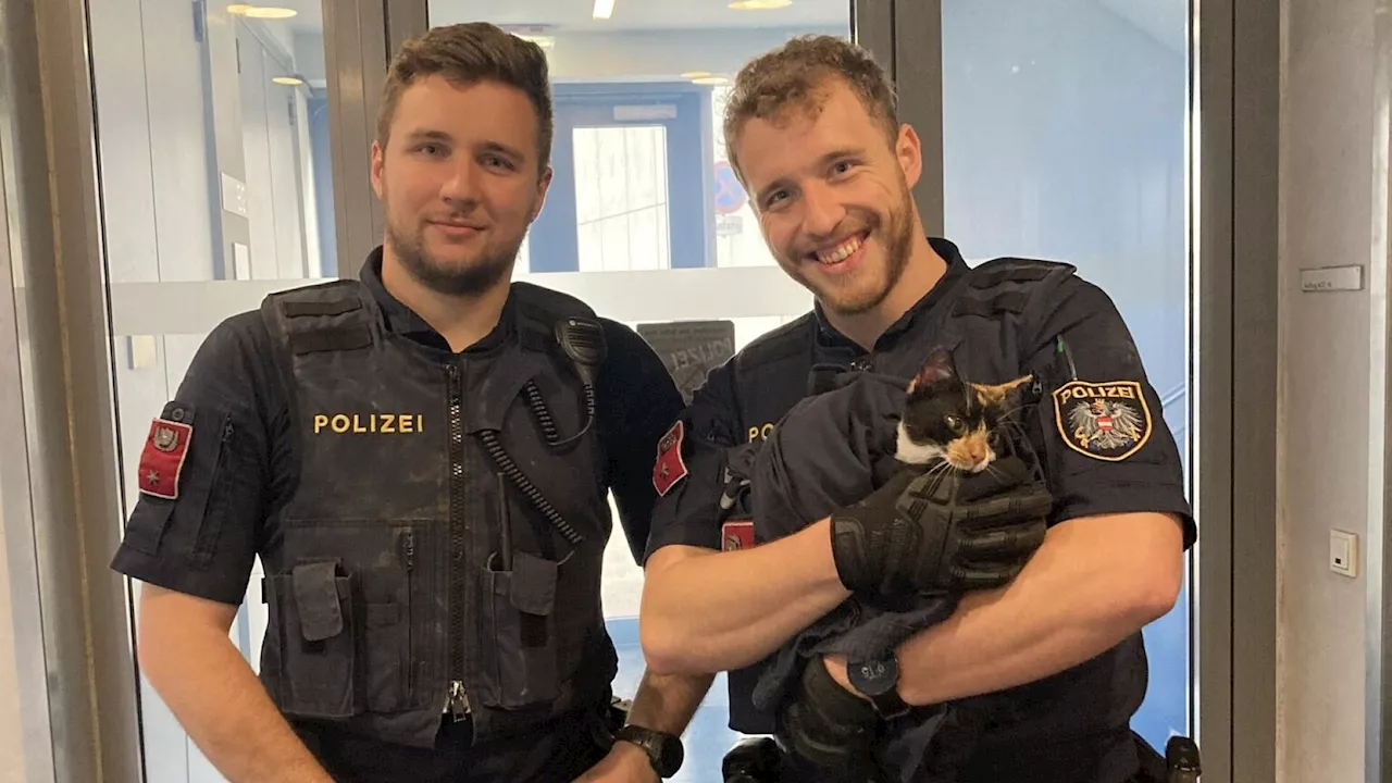 Polizisten retteten am Flughafen junge Katze