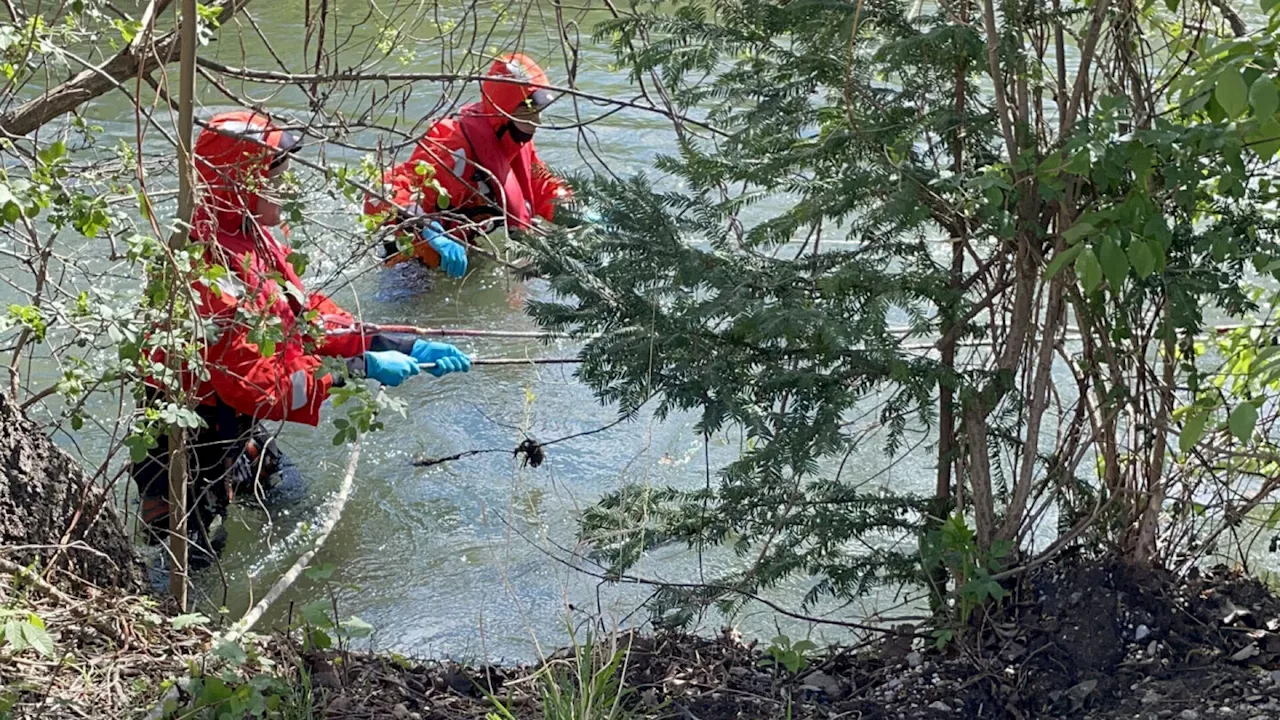 Wiener Neustädter Feuerwehr musste totes Reh aus Kanal bergen