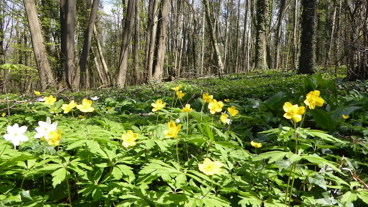 Het 'mooiste bos van Nederland' is een schatkamer van biodiversiteit