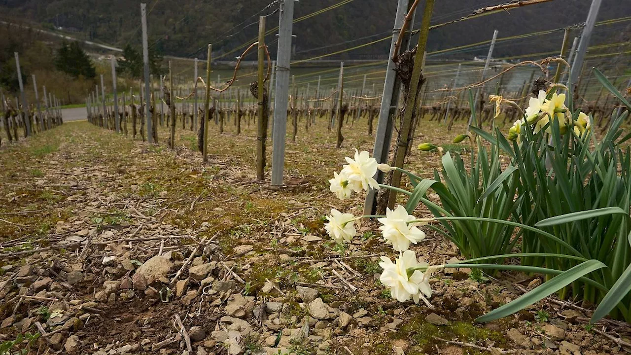 Rheinland-Pfalz & Saarland: Wolkiges Wochenende in Rheinland-Pfalz und im Saarland