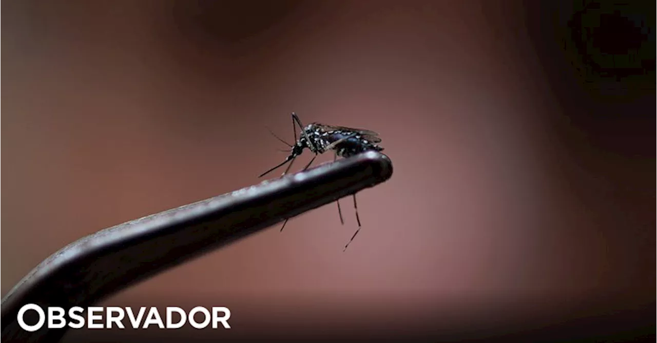 Epidemia de dengue atinge números alarmantes na América Latina