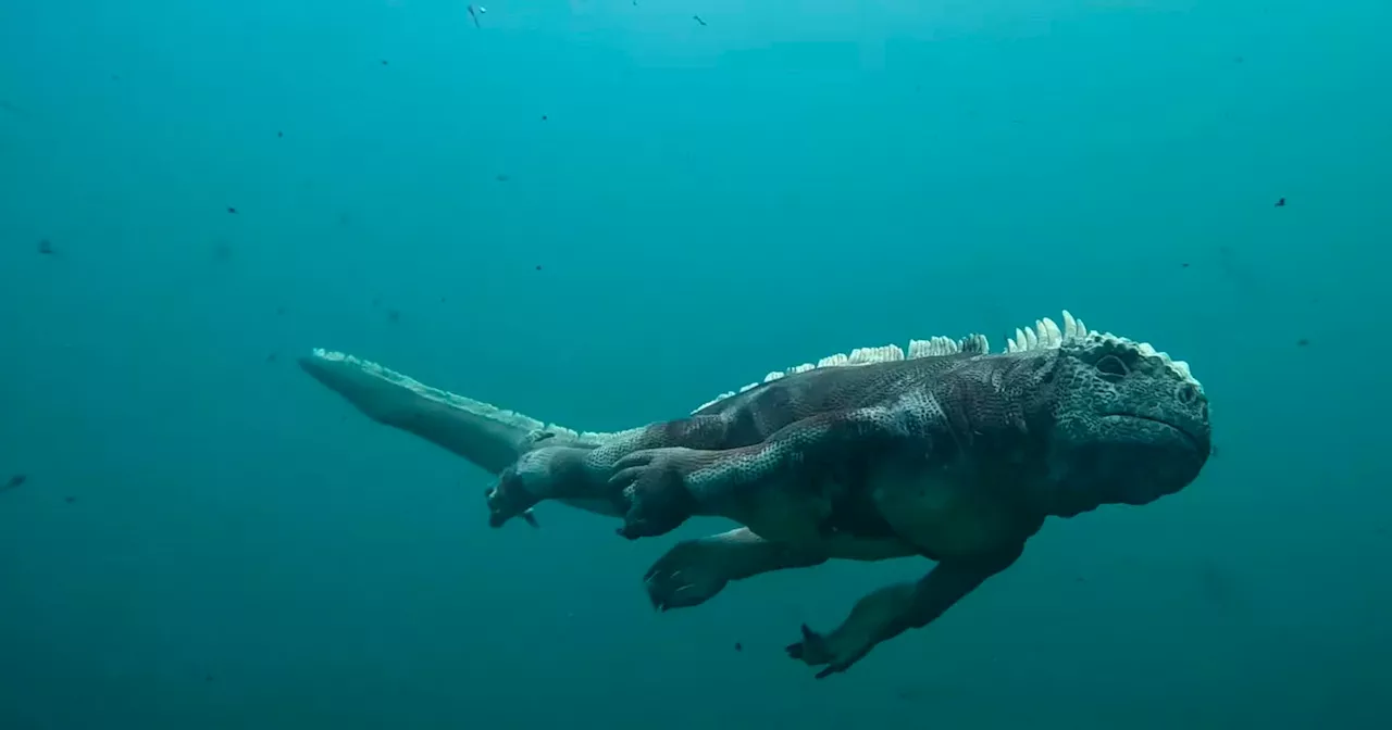 Robotic Spy Iguana Sneakily Records a Mess at Feeding Time