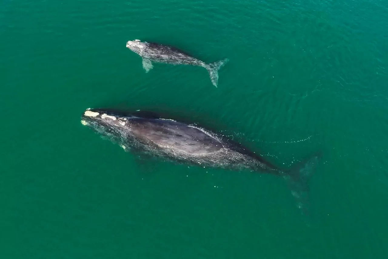 Endangered North Atlantic right whales lose three of 19 calves this season