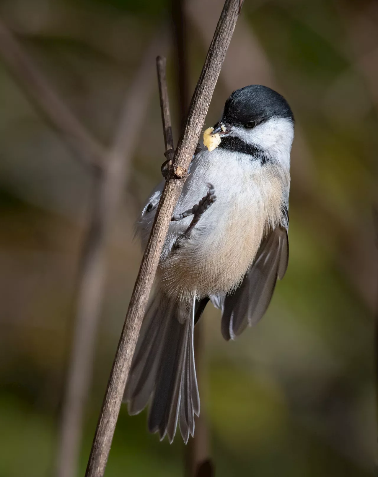 Chickadees have unique neural 'barcodes' for memories of stashing away food