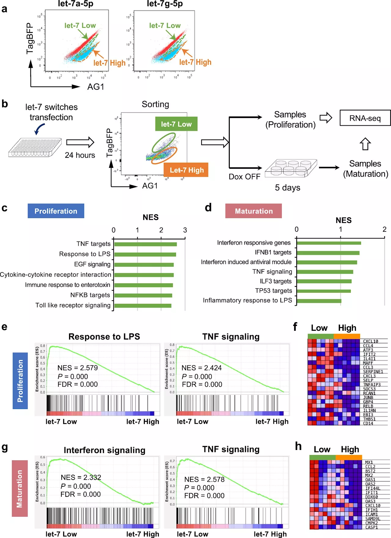 Researchers discover new microRNA-regulated pathway to boost iPS cell-derived platelet production