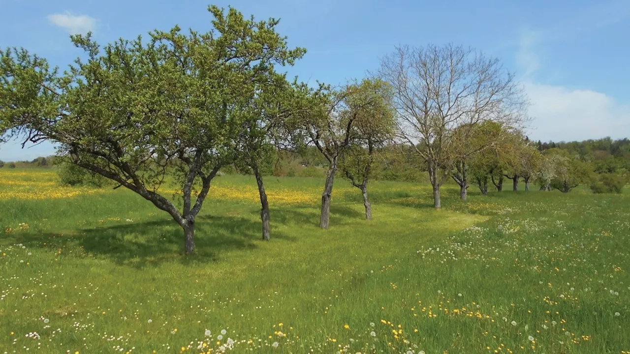 Reviving Europe's orchard meadows: Researchers call for action