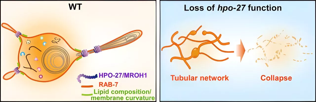 Scientists identify novel lysosome fission factor