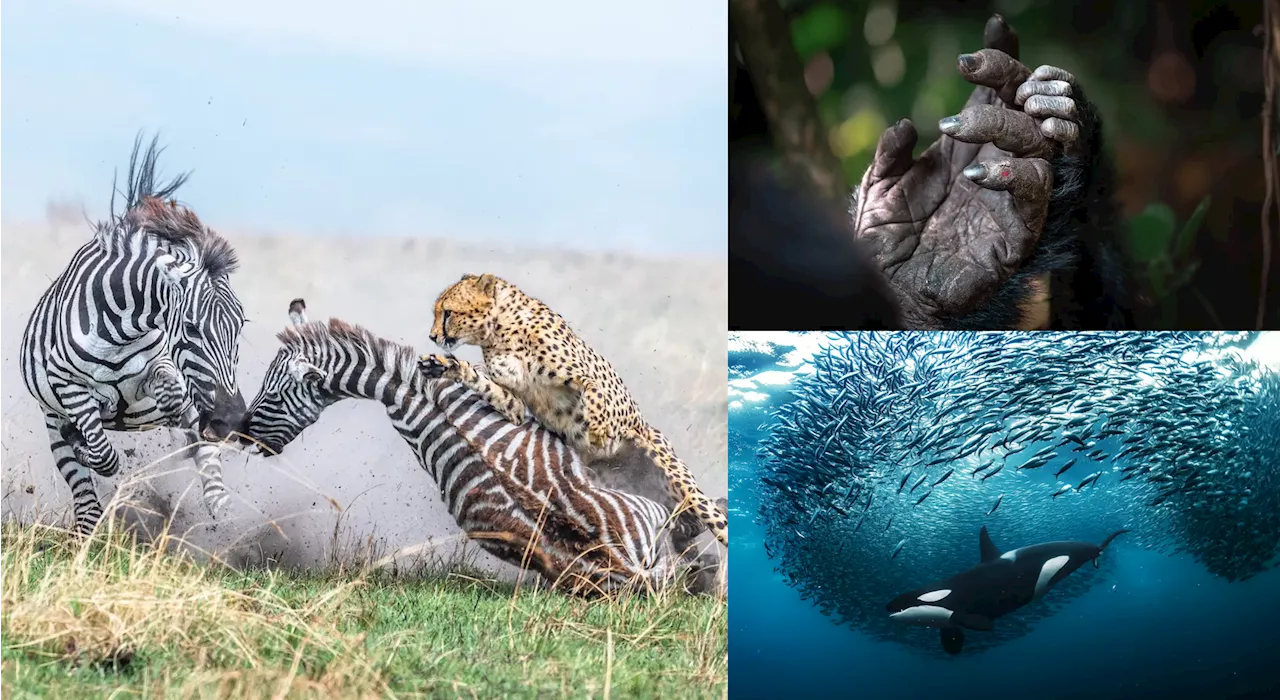 18 beautiful and jarring wildlife photos that remind us nature is fierce